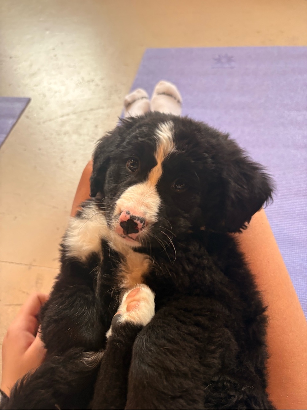 Adorable Black & White Puppy Plush Look